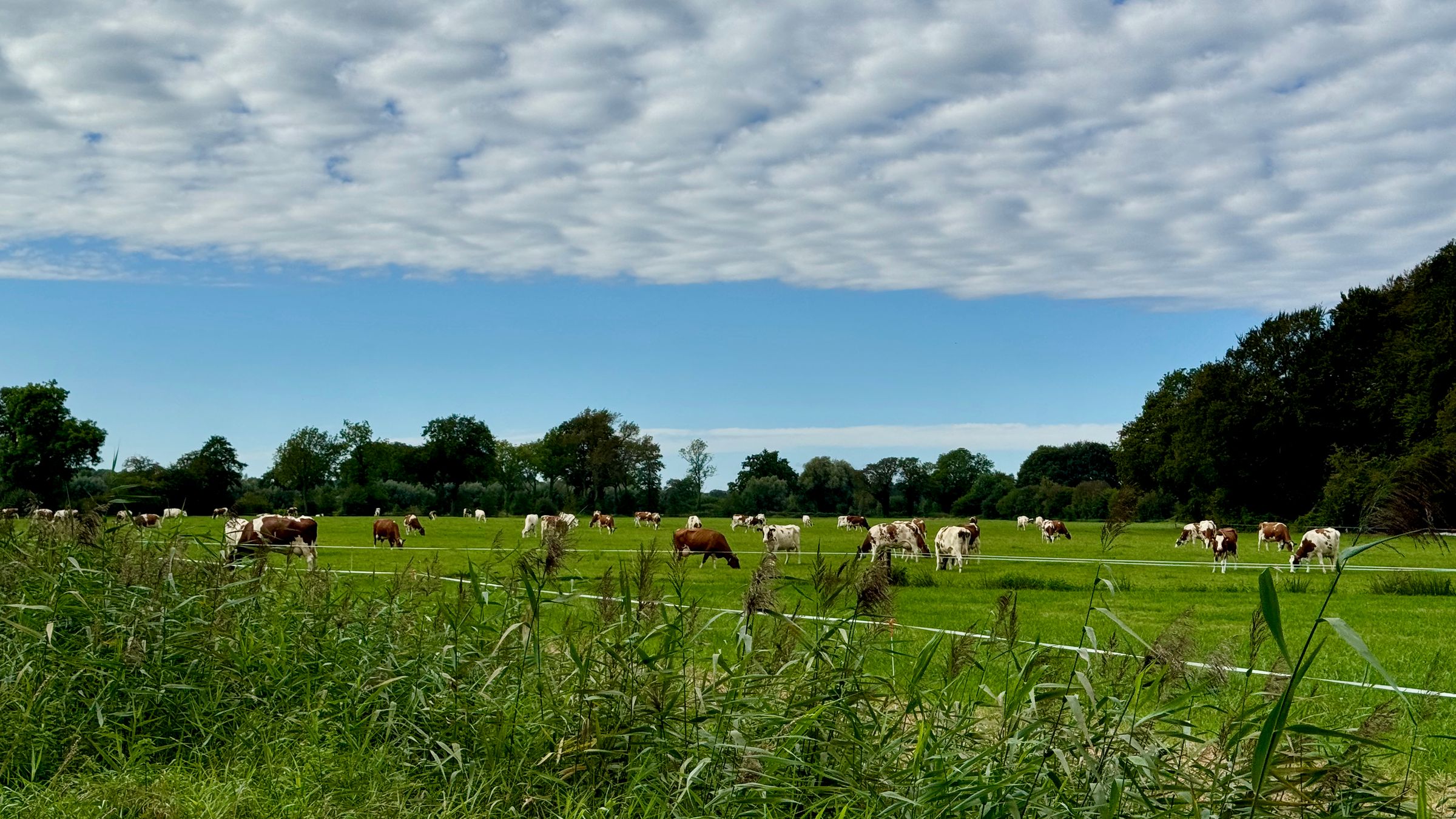 Dairy cows grazing in a green Dutch pasture